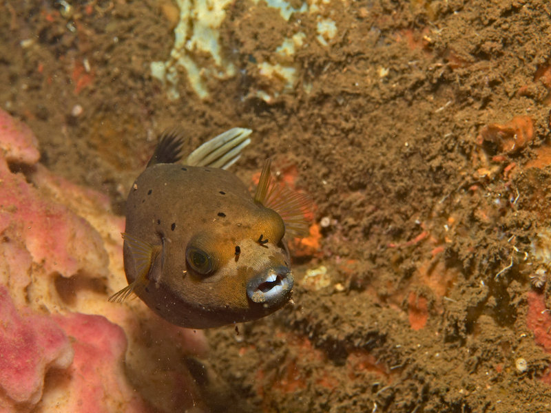Puffer Fish, New York Wreck